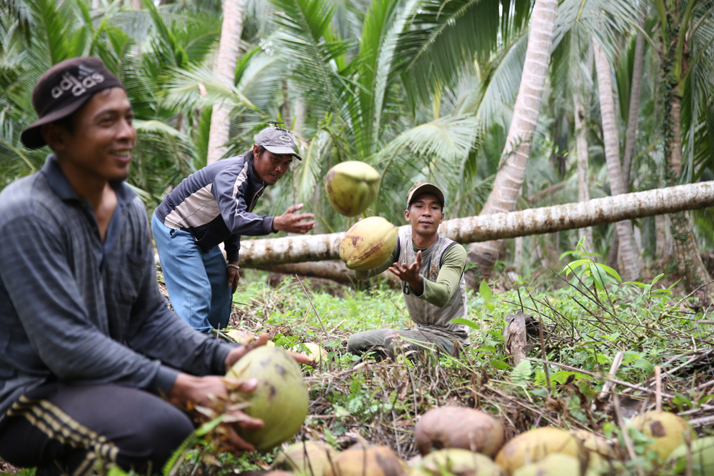petani kelapa Banten