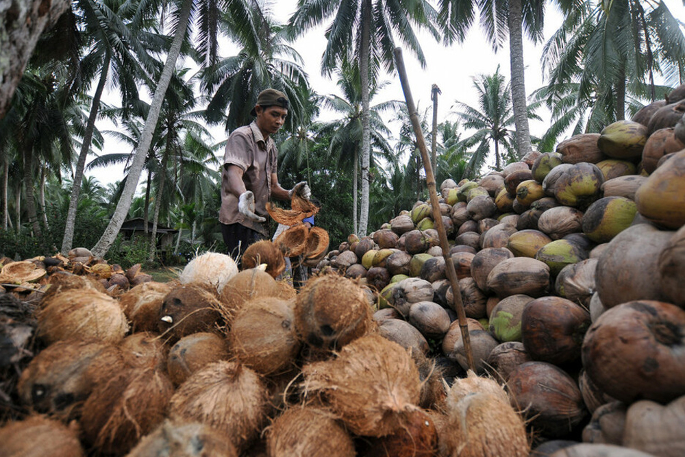 kebun kelapa Banten