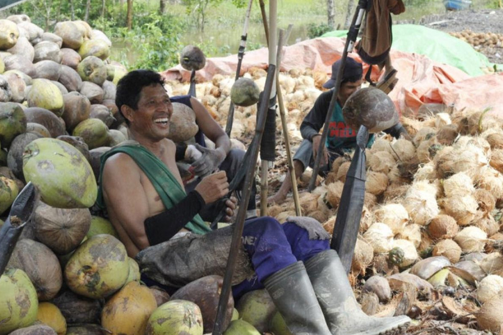 daging kelapa banten